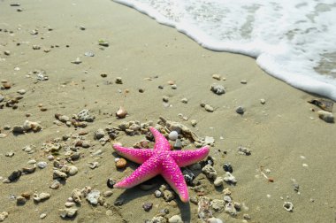 Starfish clipart