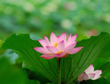 pembe lotus