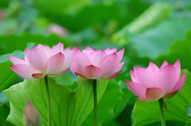 pembe lotus