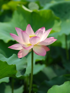 pembe lotus