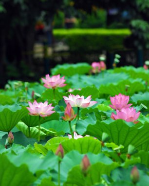 pembe lotus