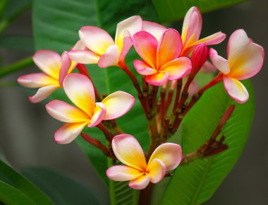 Pink Plumeria Flowers clipart