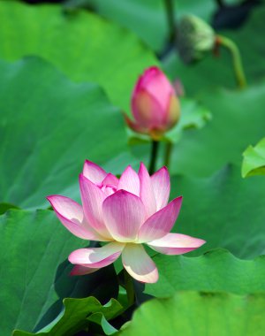 pembe lotus