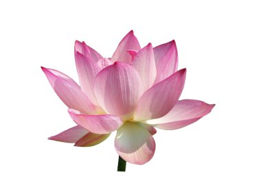 pembe lotus