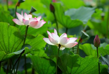 pembe lotus