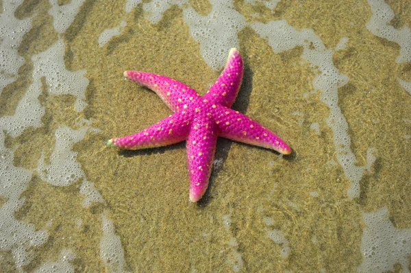 Estrella de mar en la costa de coral — Stockfoto