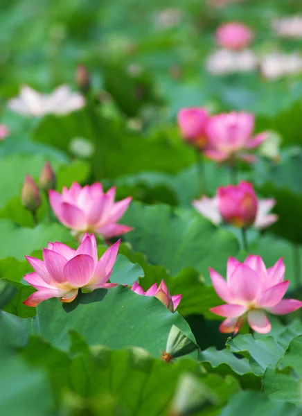 stock image Pink lotus