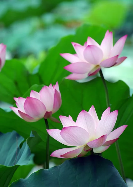 Lyserød lotus - Stock-foto