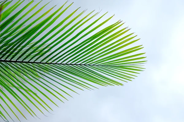 Зелений palm leaf — стокове фото