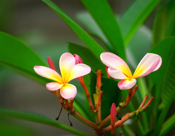 핑크 plumeria 꽃 — 스톡 사진