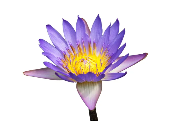 stock image Blooming lotus flower