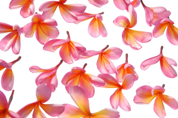 Rosafarbene Blüten — Stockfoto