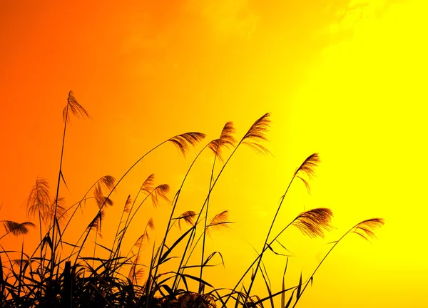 Bulrushes against sunlight over sky background in sunset with a flighting bird — Stock Photo, Image