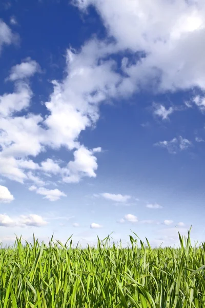 Зелена трава, блакитне небо — стокове фото