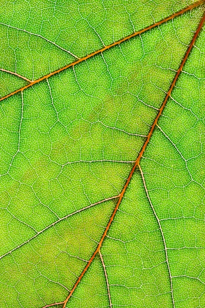 Leaf background vertical — Stock Photo, Image