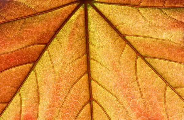 Orange fresh leaf — Stock Photo, Image