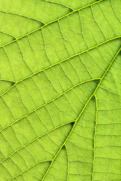 Leaf background vertical — Stock Photo, Image