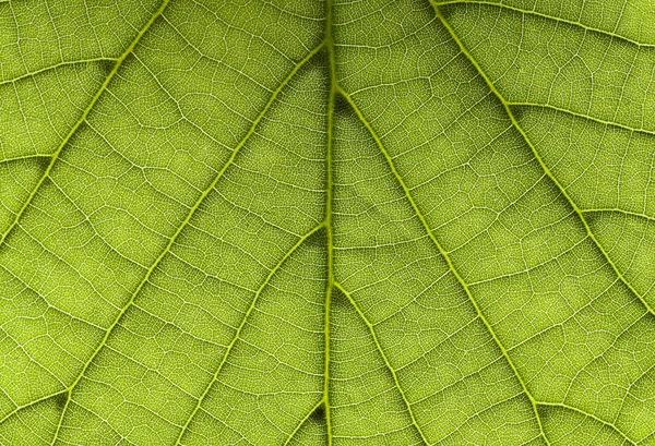 Leaf background horizontal — Stock Photo, Image