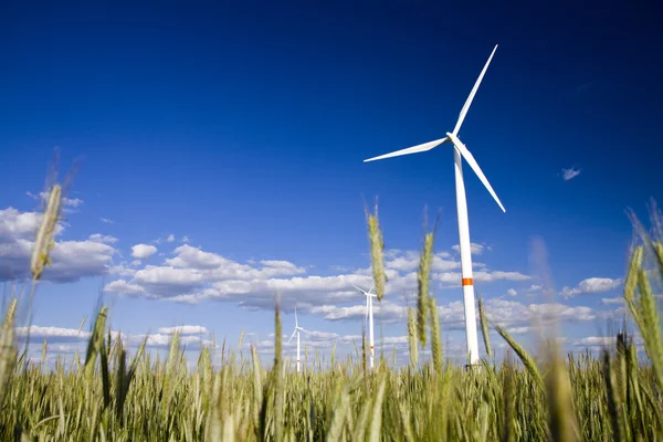 Windmills in a field of rye — Stock Photo, Image