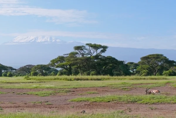 Kilimanjaro em Quênia — Fotografia de Stock