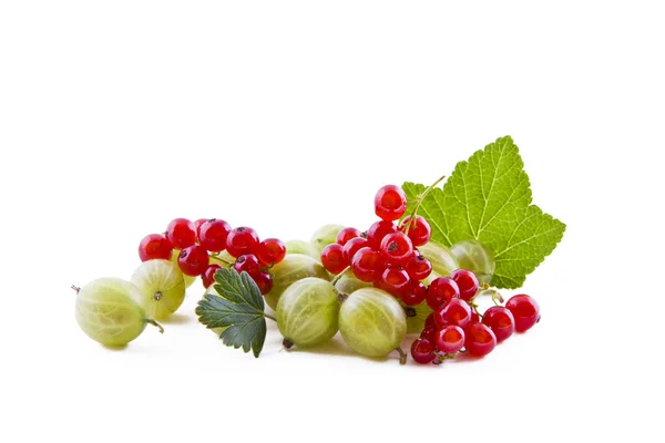 Red currants and green gooseberry — Zdjęcie stockowe