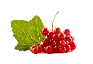 Fresh red currants clipart