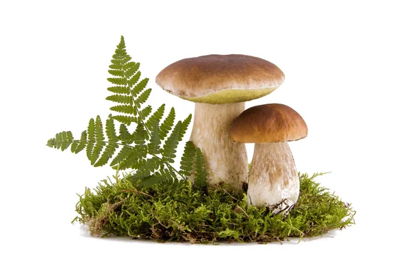 Two porcini mushrooms — Stock Photo, Image