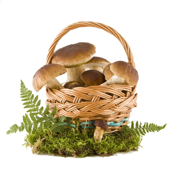 Cogumelos de boleto em uma cesta Fotos De Bancos De Imagens Sem Royalties