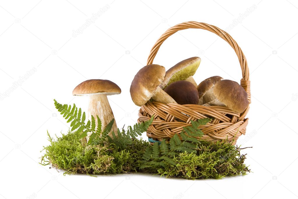 Boletus mushrooms in and out the basket