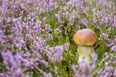 Mushroom in heather clipart