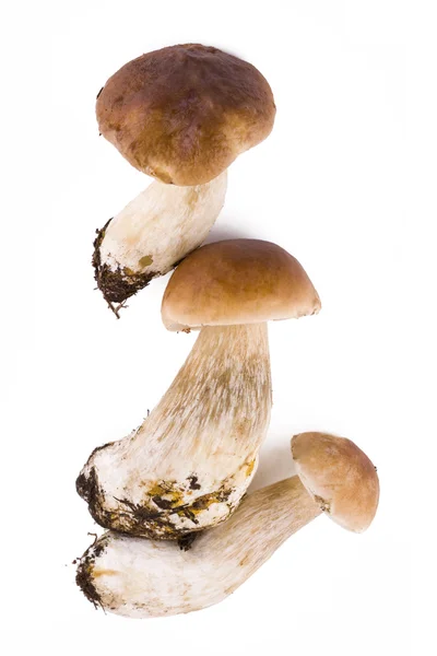 Tre funghi freschi — Foto Stock