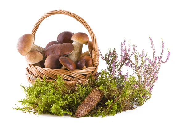 Boletus mushrooms in the basket — Stock Photo, Image