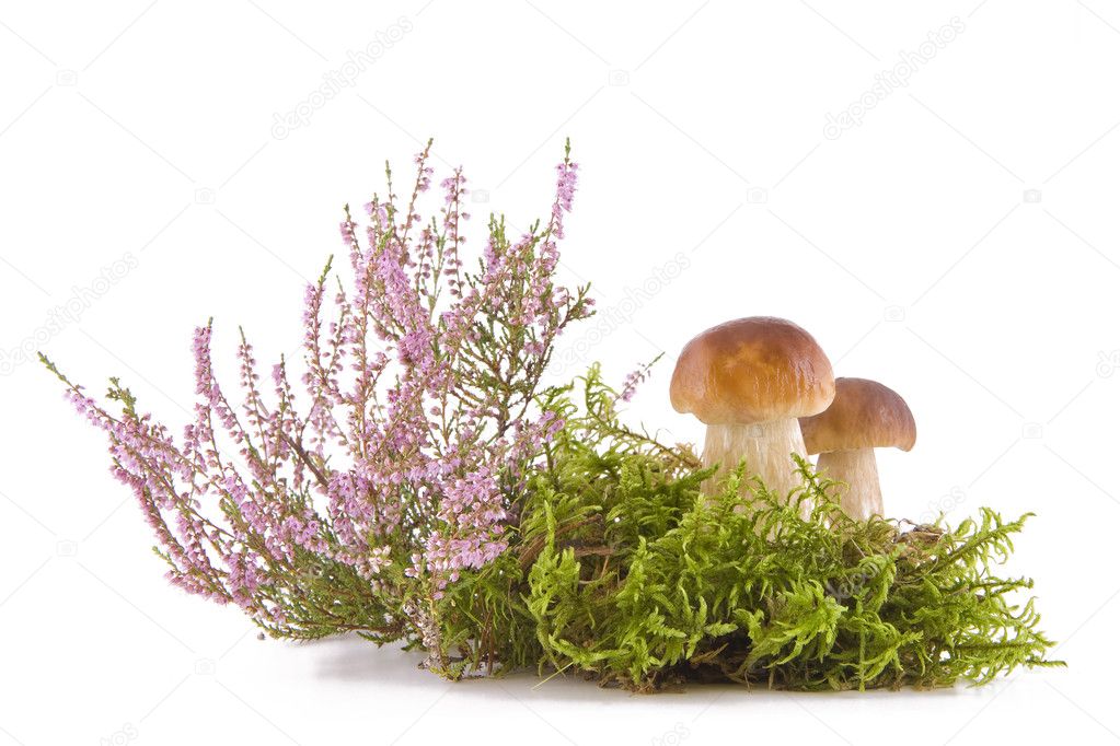 Two fresh mushrooms