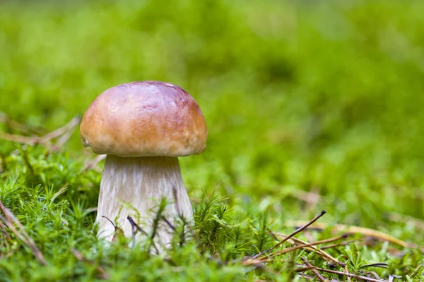 Mushroom in the wild — Stock Photo, Image