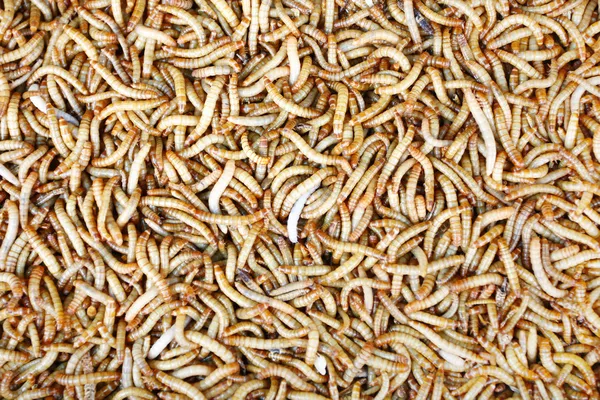 Een heleboel wormen close-up shot — Stockfoto