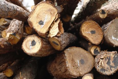 bir yığın yığın irili ufaklı günlükleri