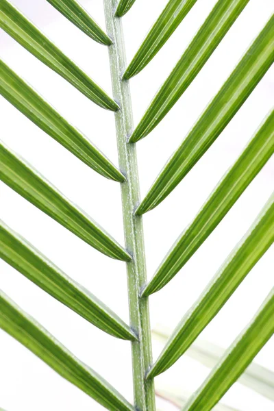 Текстура зеленого листя крупним планом — стокове фото