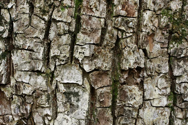 stock image Tree bark texture