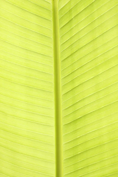 Grönt blad textur närbild Stockfoto