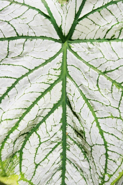 Текстура зеленого листя крупним планом — стокове фото