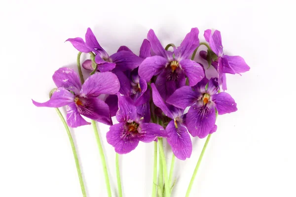 Fotos de Flor violeta, Imagens de Flor violeta sem royalties | Depositphotos