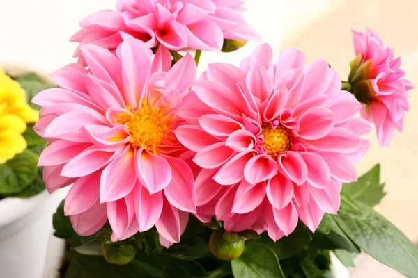 stock image Two dahlias