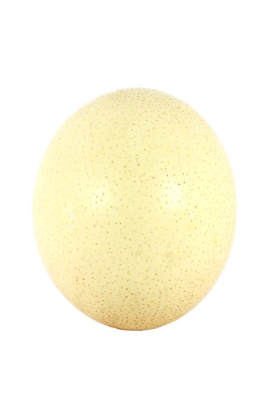 Huevo de avestruz grande — Foto de Stock