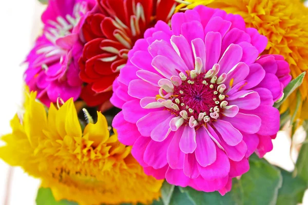 stock image Zinnia flower