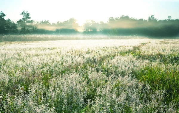 아침 풀밭 — 스톡 사진