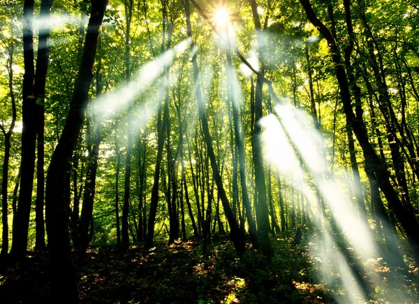 Słoneczny lasu — Zdjęcie stockowe