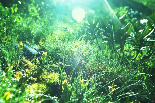 Islak çimen — Stok fotoğraf