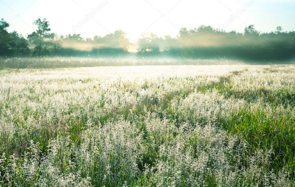 Morning meadow