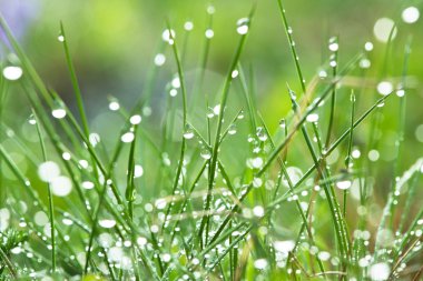 Wet grass clipart