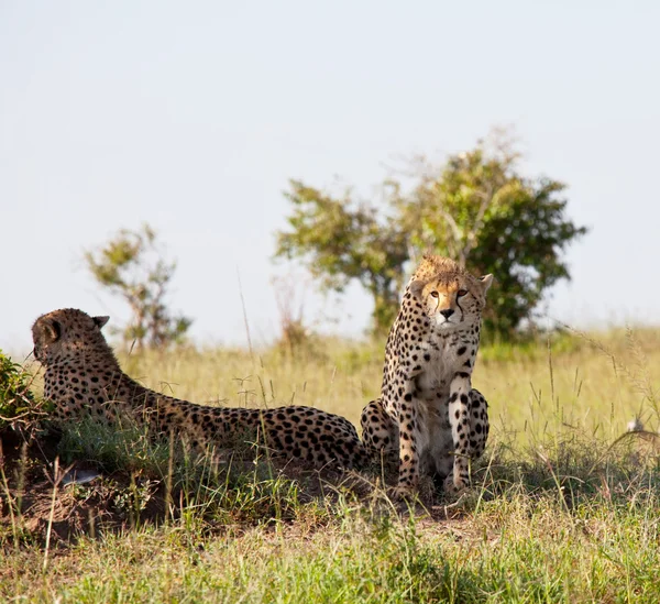 Gepard. — Fotografia de Stock